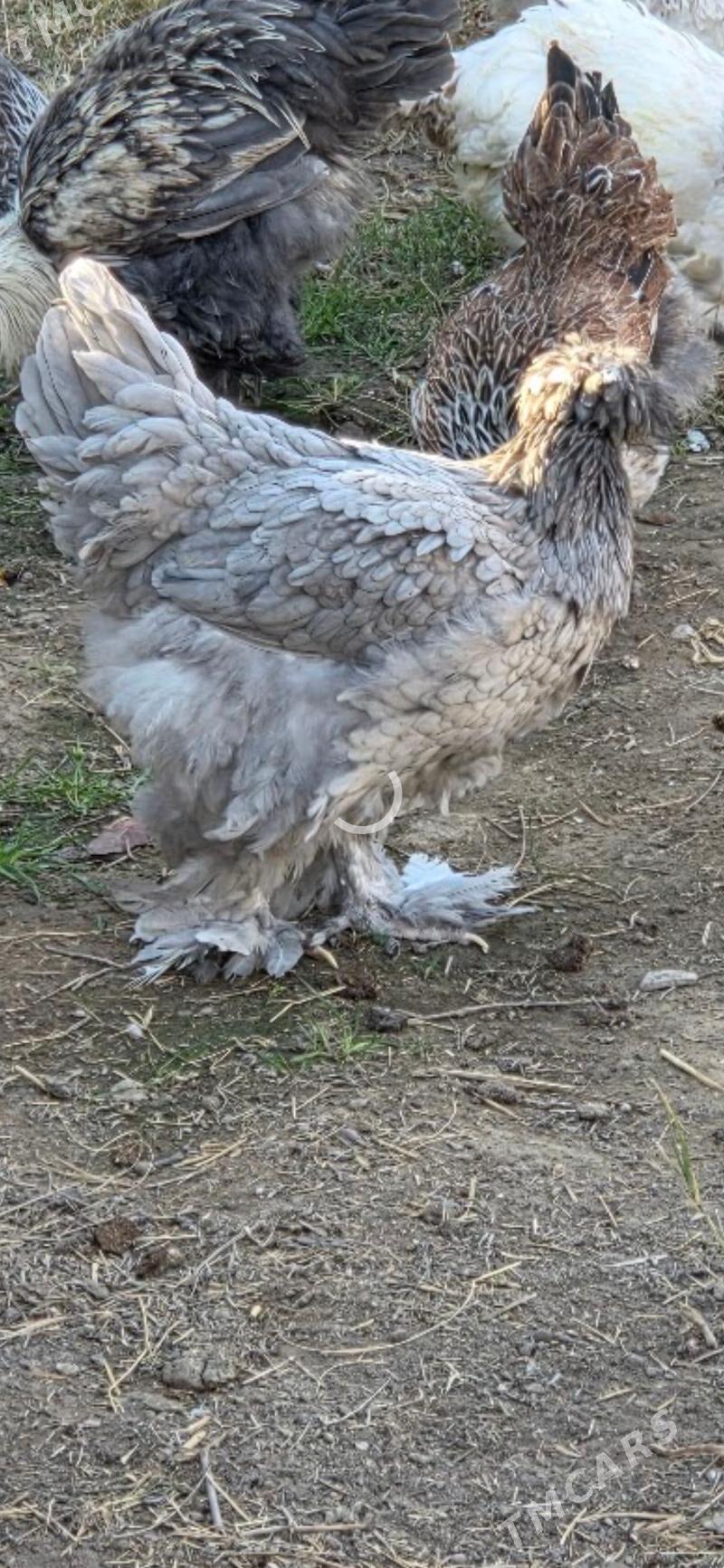 Towuk Horoz - Мары - img 2