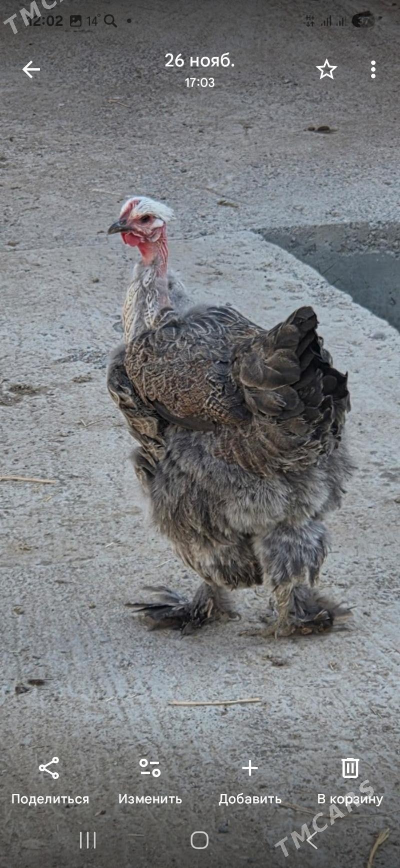 Towuk Horoz - Мары - img 3