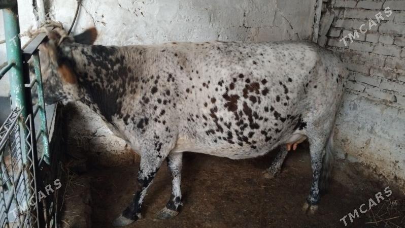 sygyr - Aşgabat - img 1