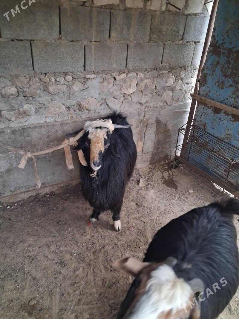 goc teke - Балканабат - img 2