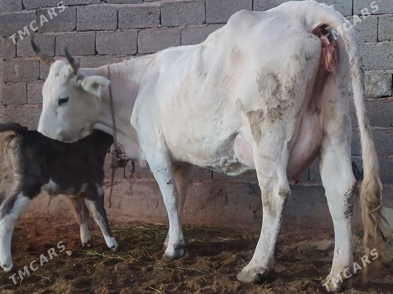 goleli sygyr - Балканабат - img 2