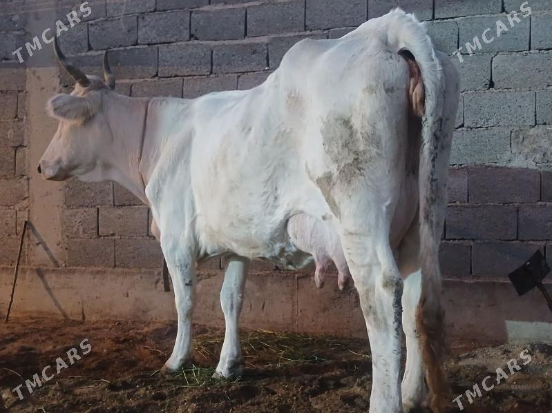 goleli sygyr - Балканабат - img 7