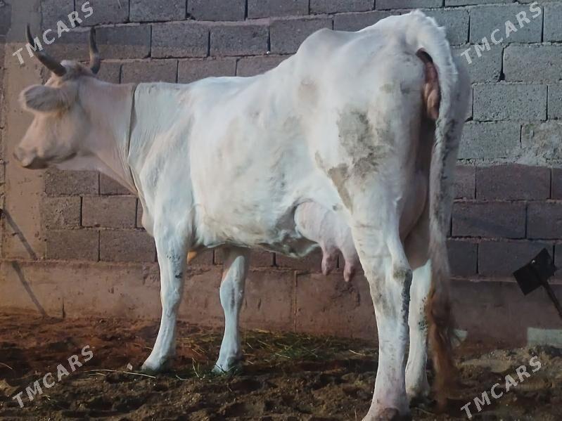 goleli sygyr - Балканабат - img 3