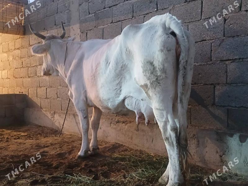 goleli sygyr - Балканабат - img 4