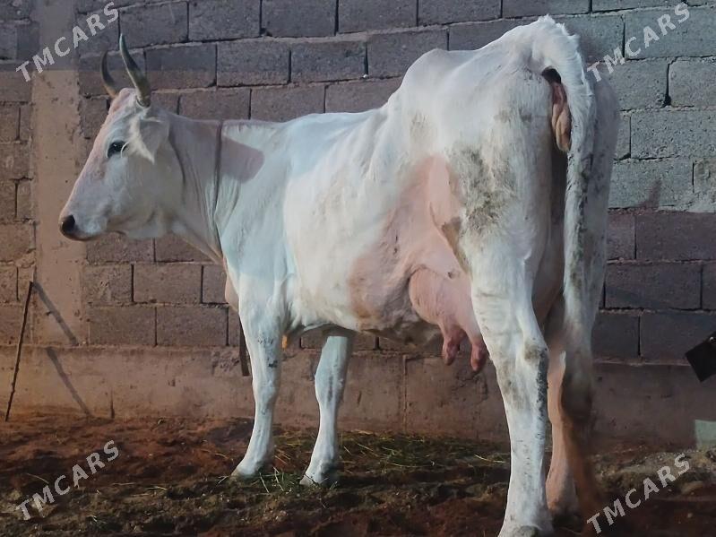 goleli sygyr - Балканабат - img 8