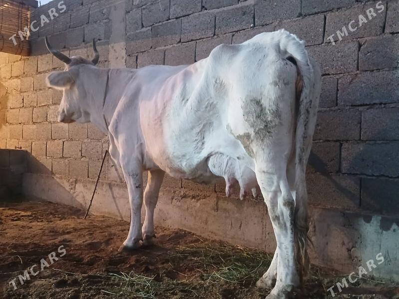 goleli sygyr - Балканабат - img 6