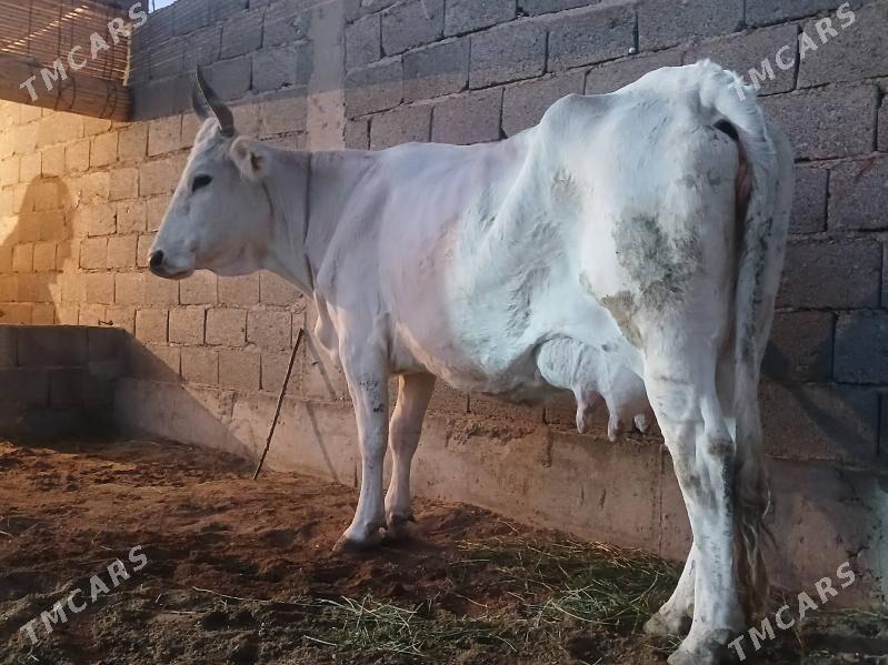 goleli sygyr - Балканабат - img 5