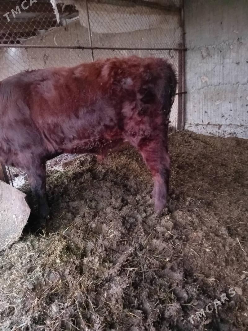 öküzöküz - Gökdepe - img 3