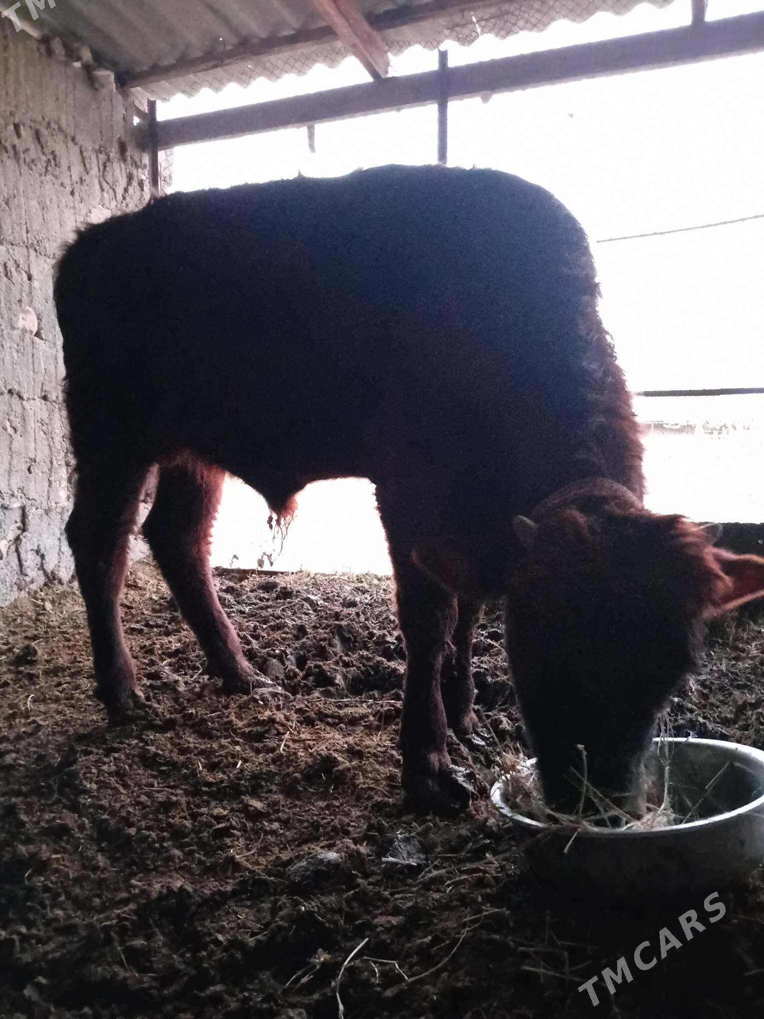 öküzöküz - Gökdepe - img 4