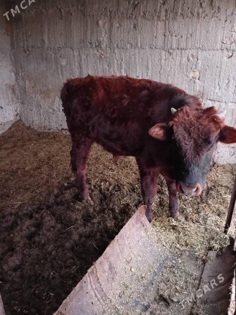 öküzöküz - Gökdepe - img 5