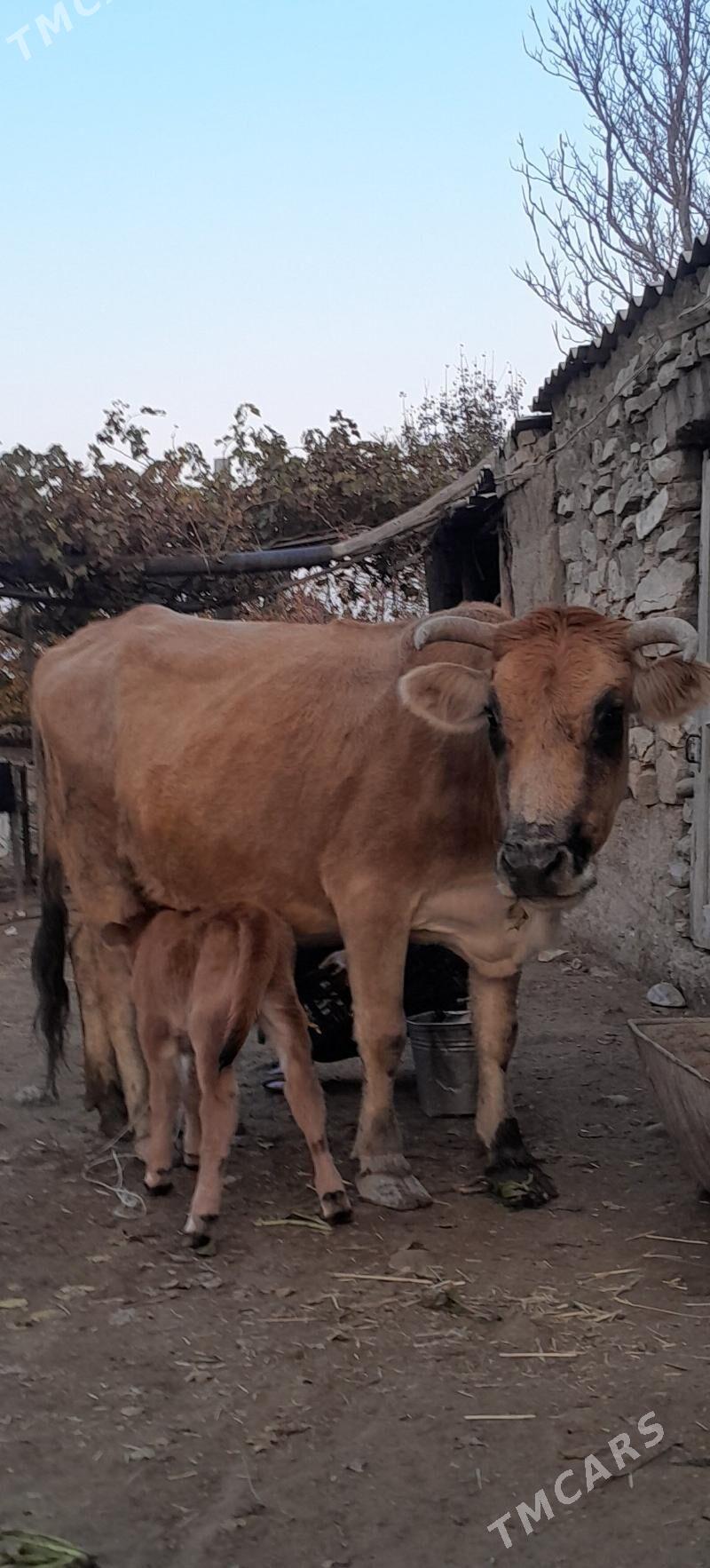 Göleli sygyr. - Бахарден - img 3