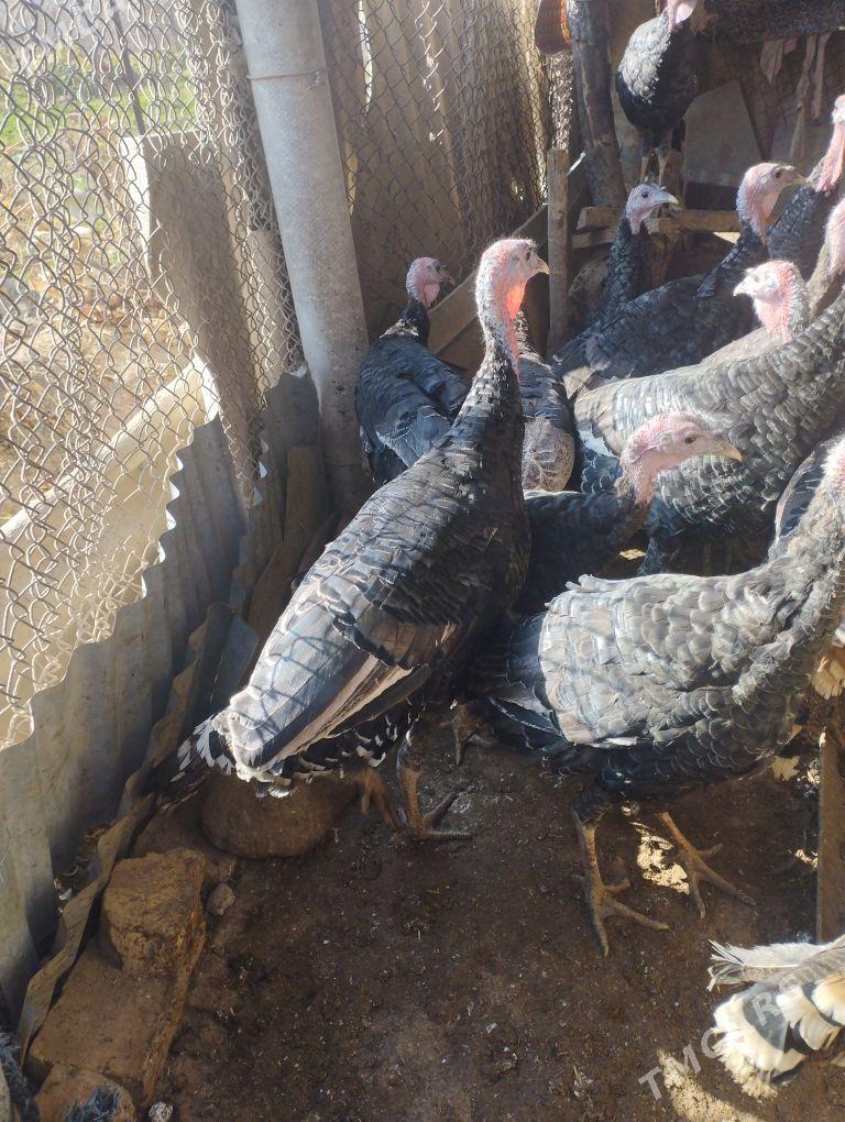 induk - Sakarçäge - img 3