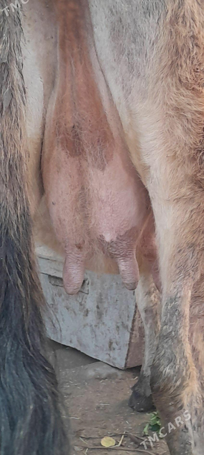 Göleli sygyr. - Бахарден - img 2