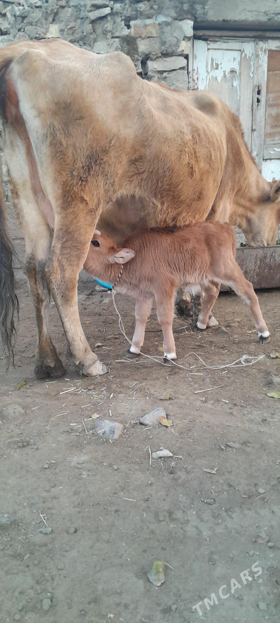 Göleli sygyr. - Бахарден - img 1