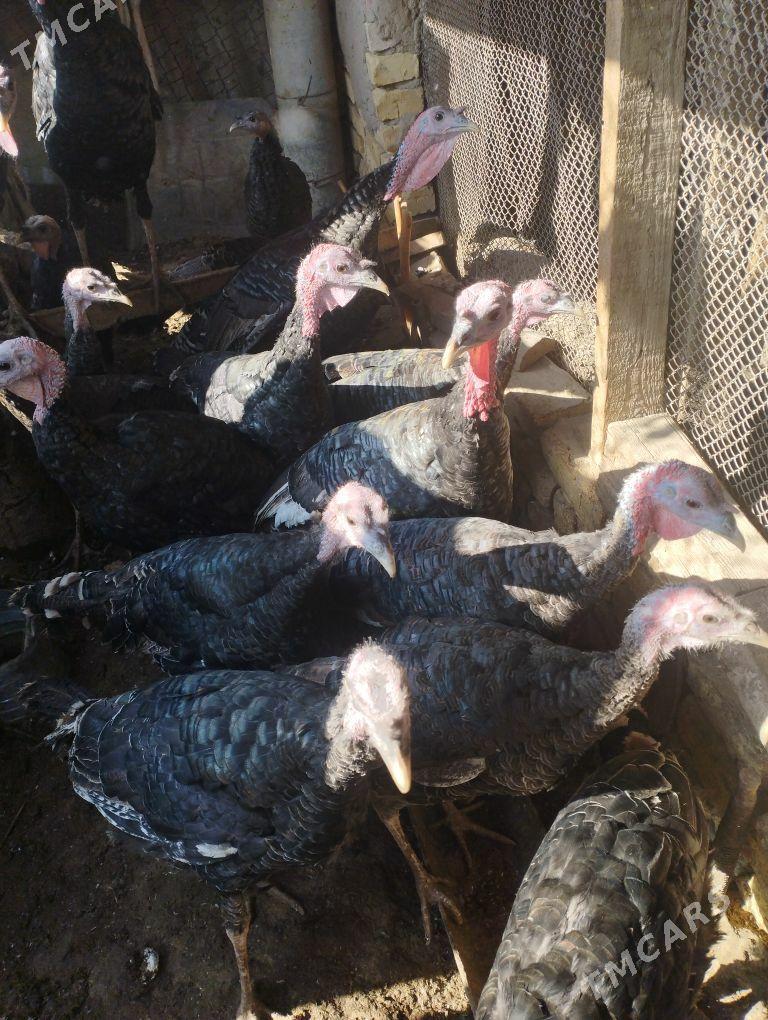 induk - Sakarçäge - img 1