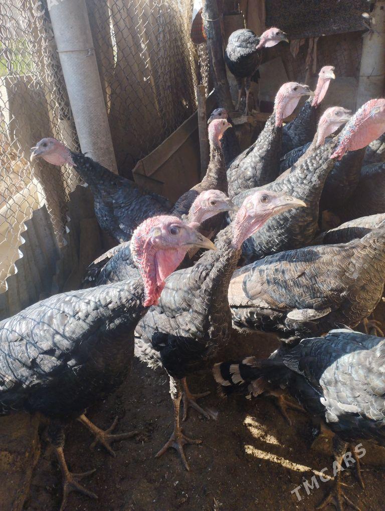 induk - Sakarçäge - img 2