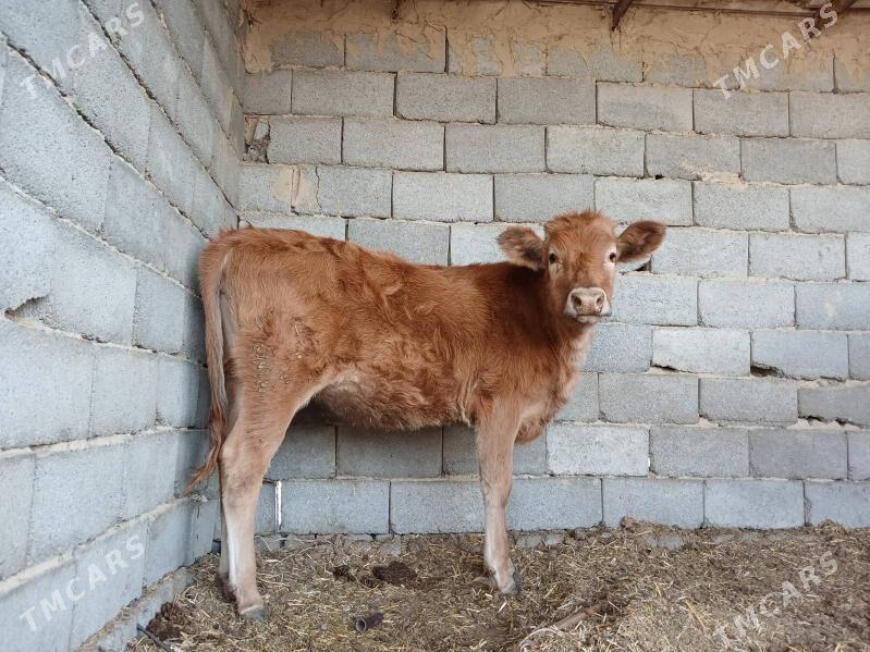 Gole - Ак-Бугдайский этрап - img 2