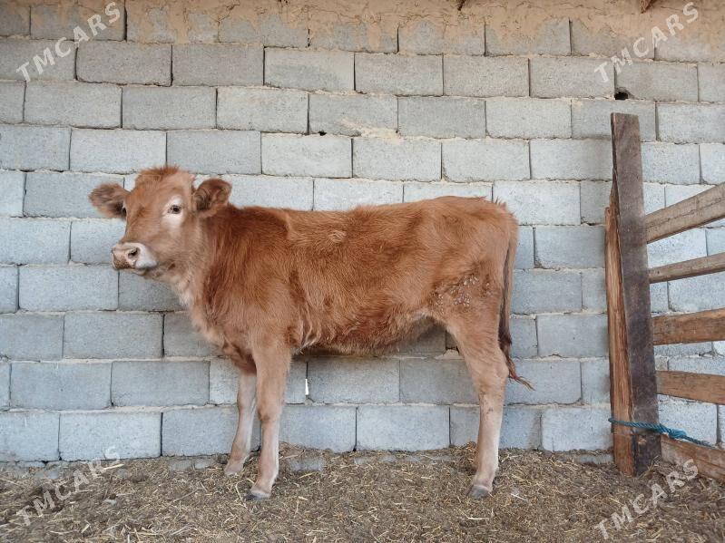 Gole - Ак-Бугдайский этрап - img 1