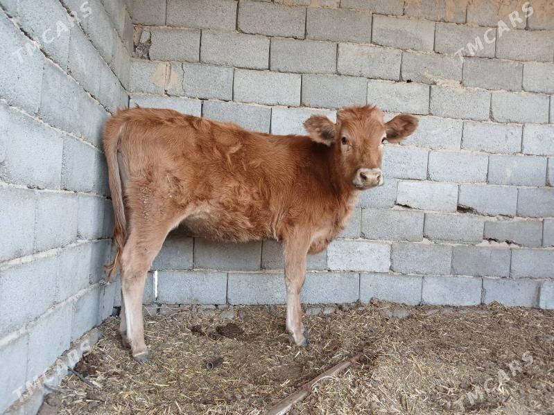 Gole - Ак-Бугдайский этрап - img 3