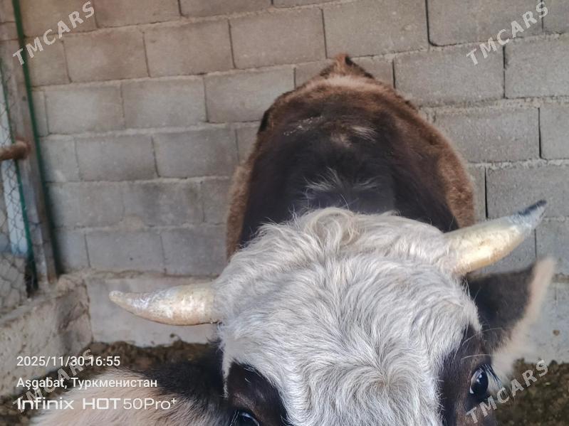 tuwe okuz bicik - Гёкдепе - img 2