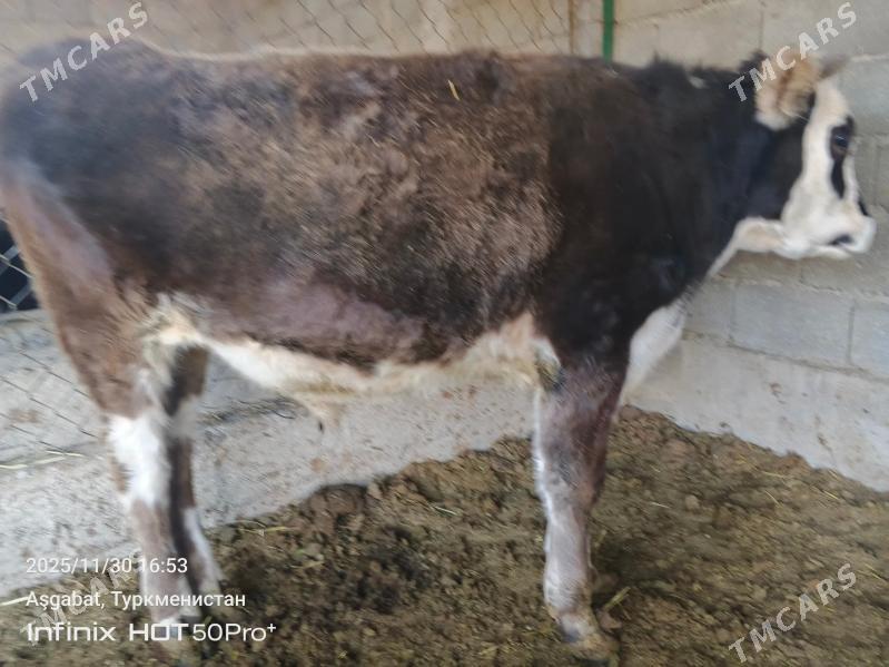 tuwe okuz bicik - Гёкдепе - img 4