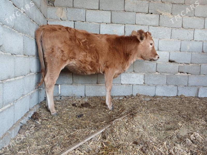 Gole - Ак-Бугдайский этрап - img 4