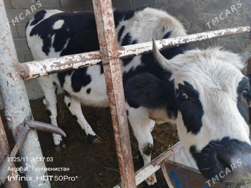 tuwe okuz bicik - Гёкдепе - img 3