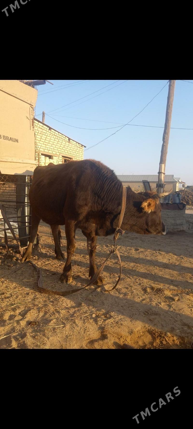 sygyr goleli - Мары - img 8