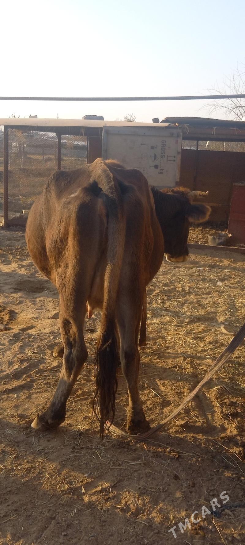 sygyr goleli - Мары - img 4