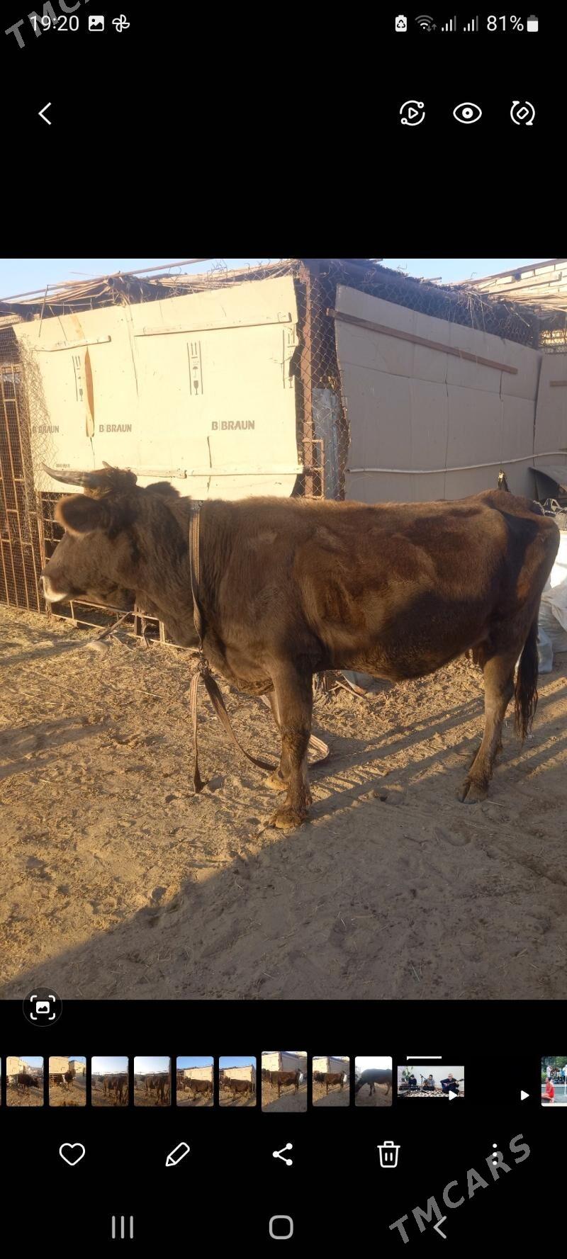 sygyr goleli - Мары - img 7