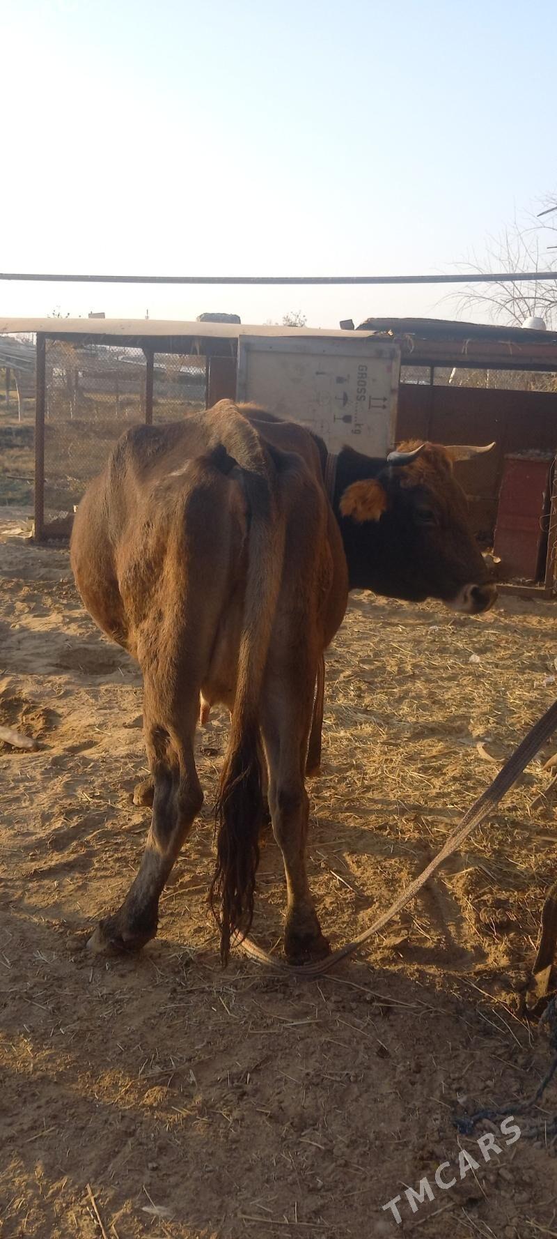 sygyr goleli - Мары - img 1