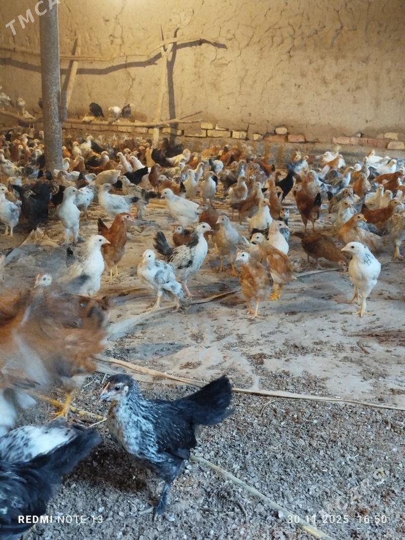 Jüýje - Бабадайхан - img 2