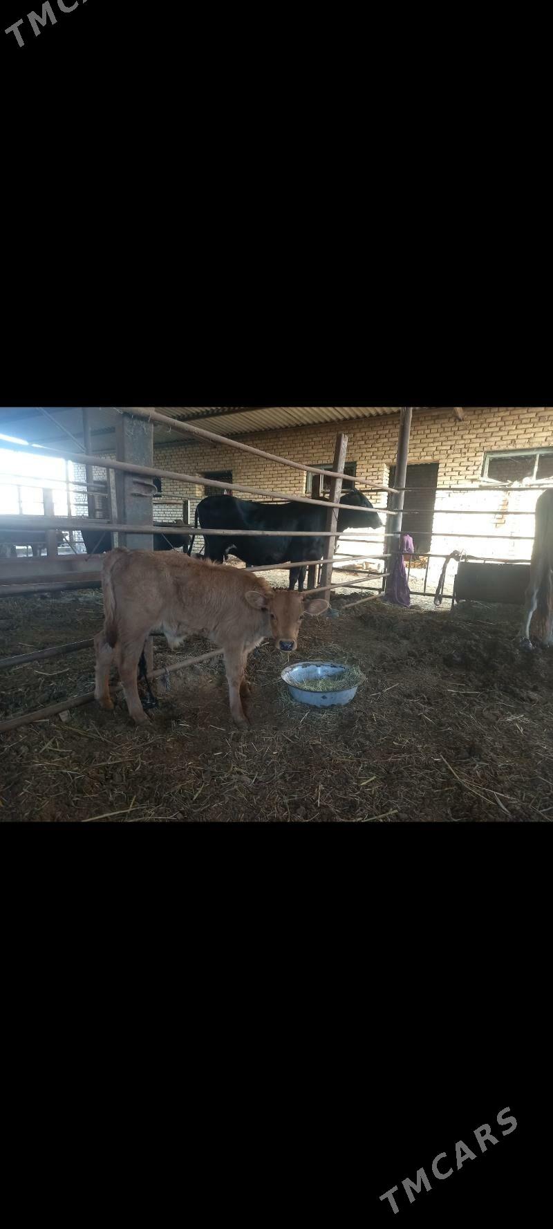 sygyr goleli - Мары - img 3