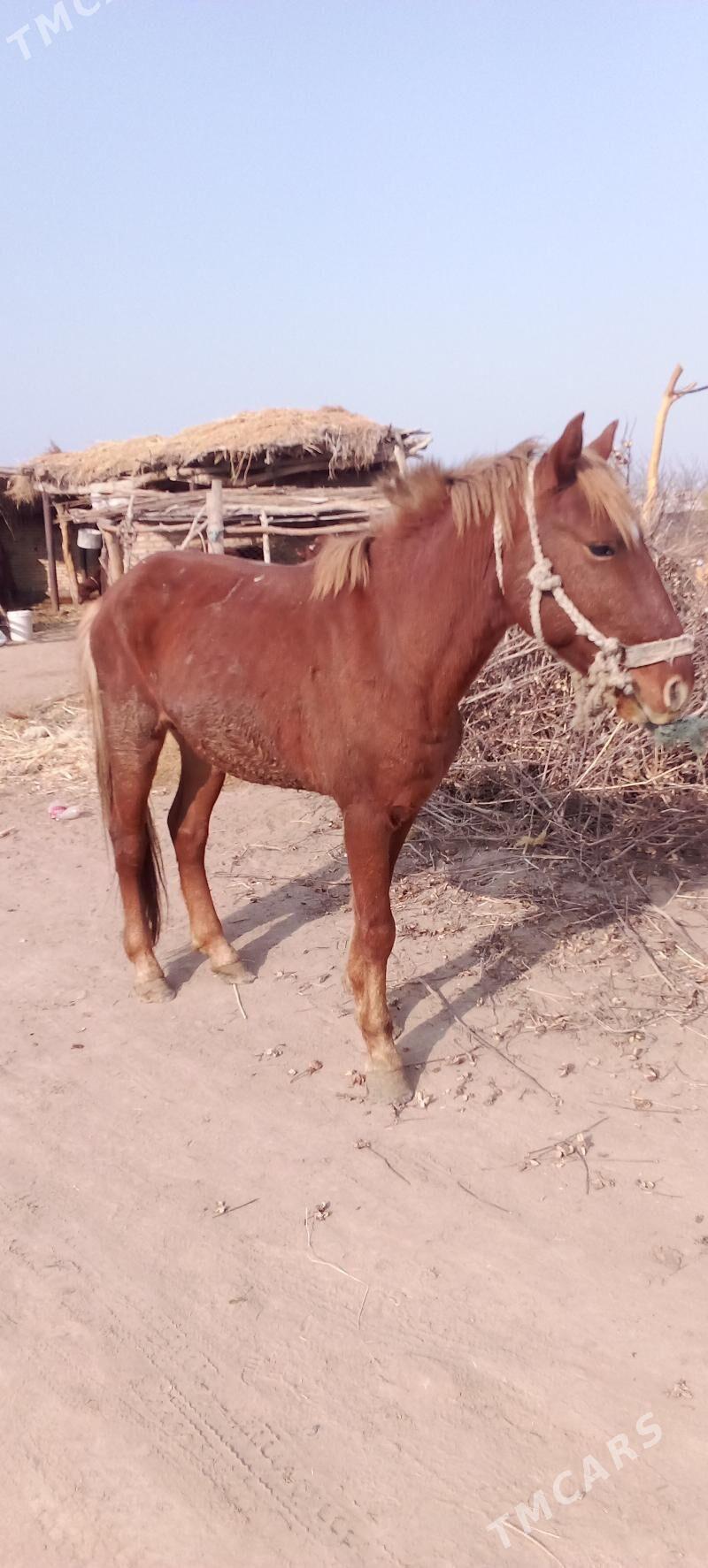 at - Фарап - img 3