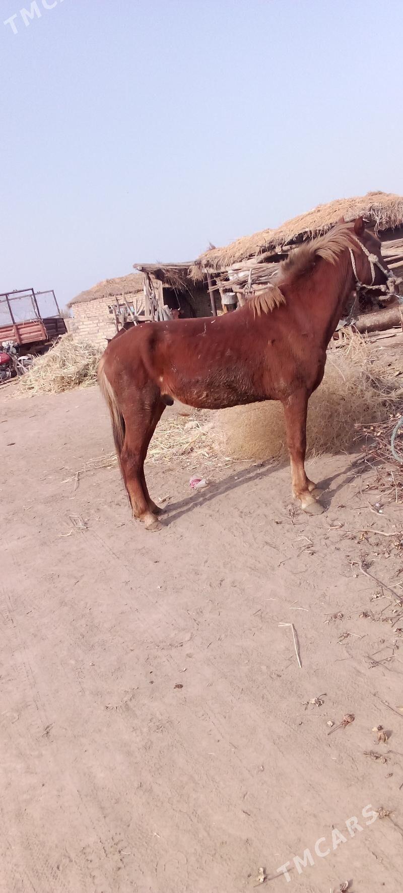 at - Фарап - img 2