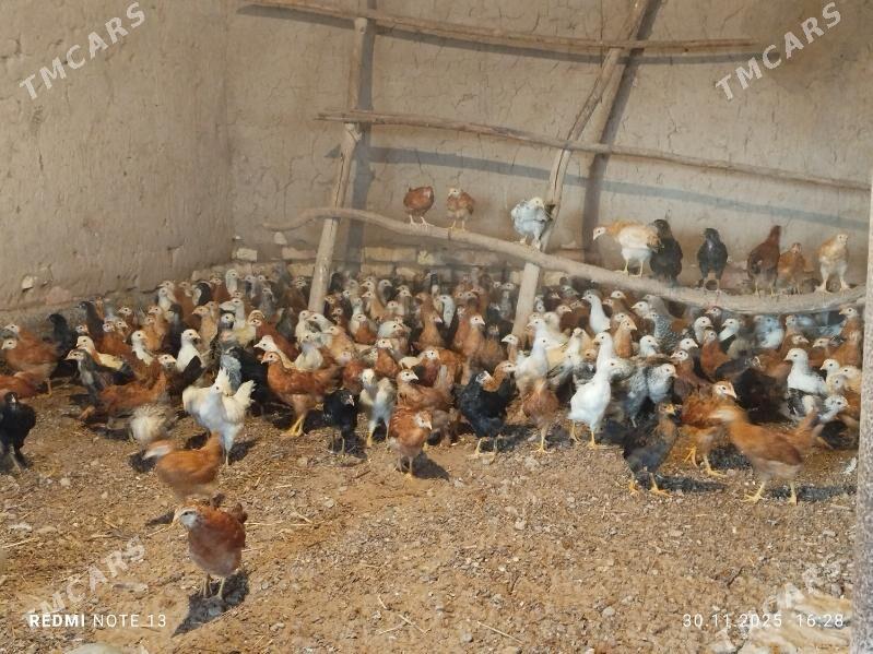 Jüýje - Бабадайхан - img 3