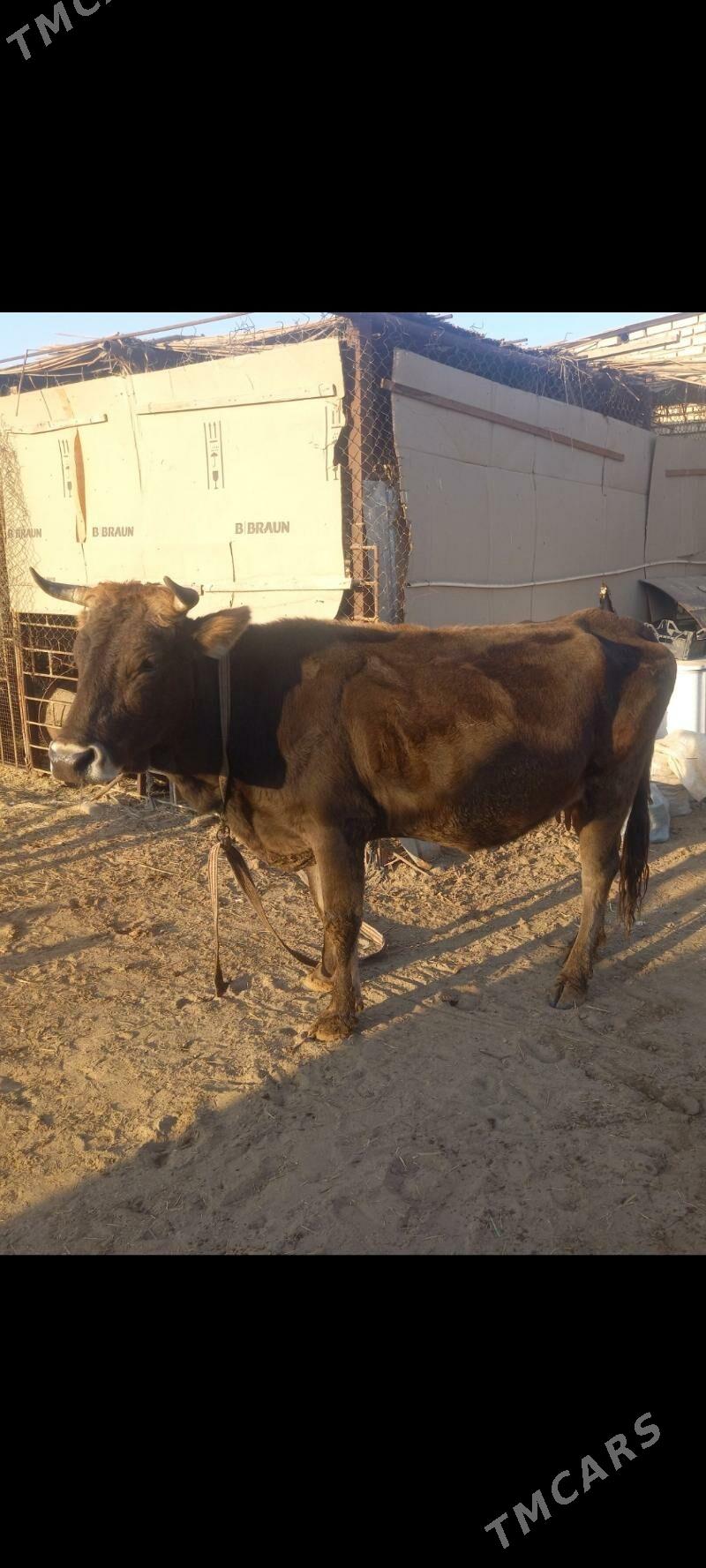 sygyr goleli - Мары - img 9