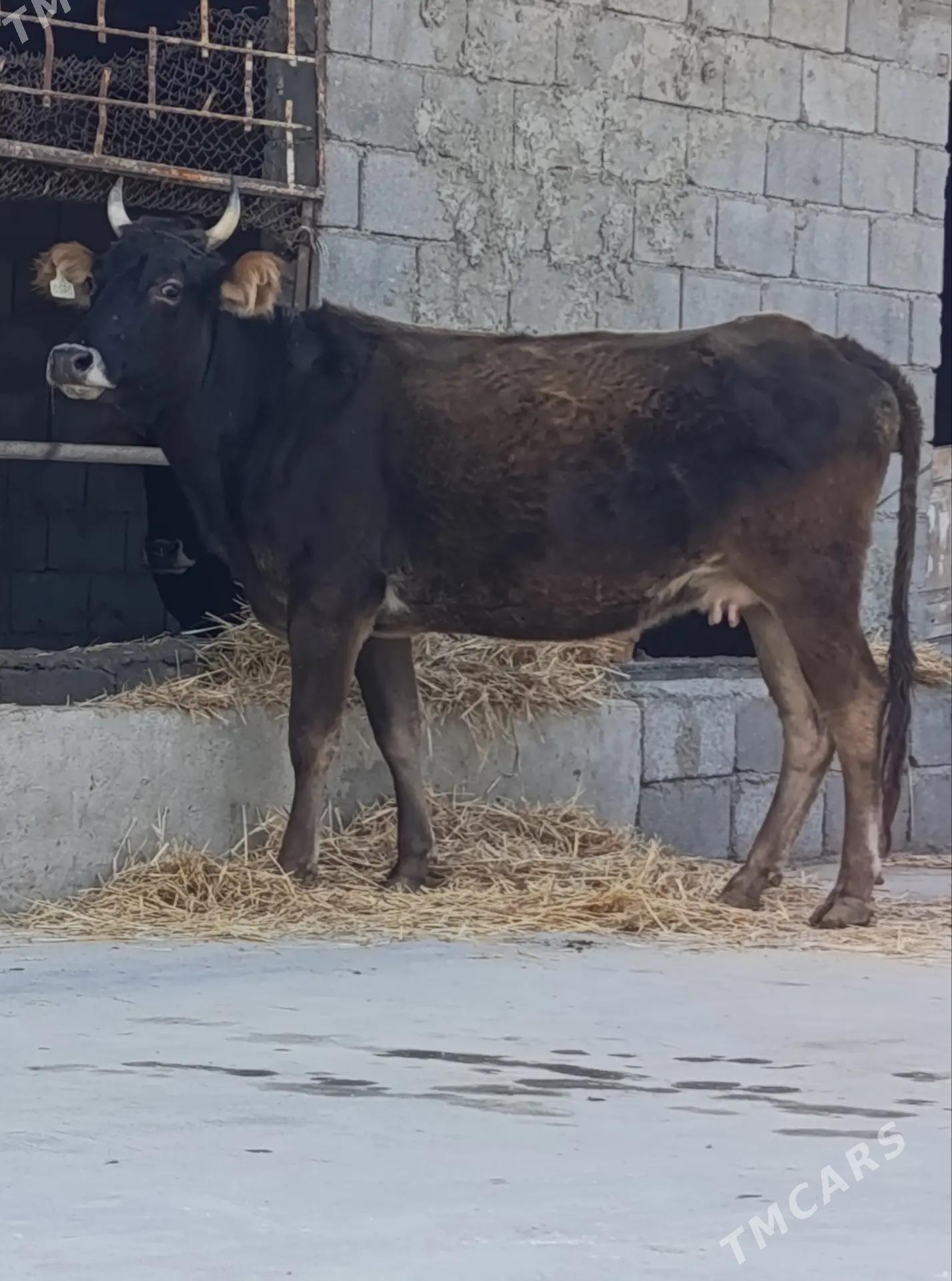 SYGYR - Гёкдепе - img 2