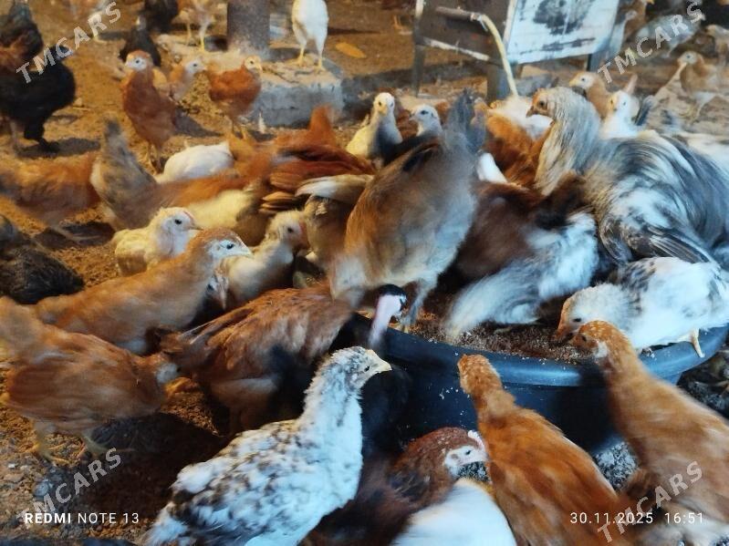 Jüýje - Бабадайхан - img 4