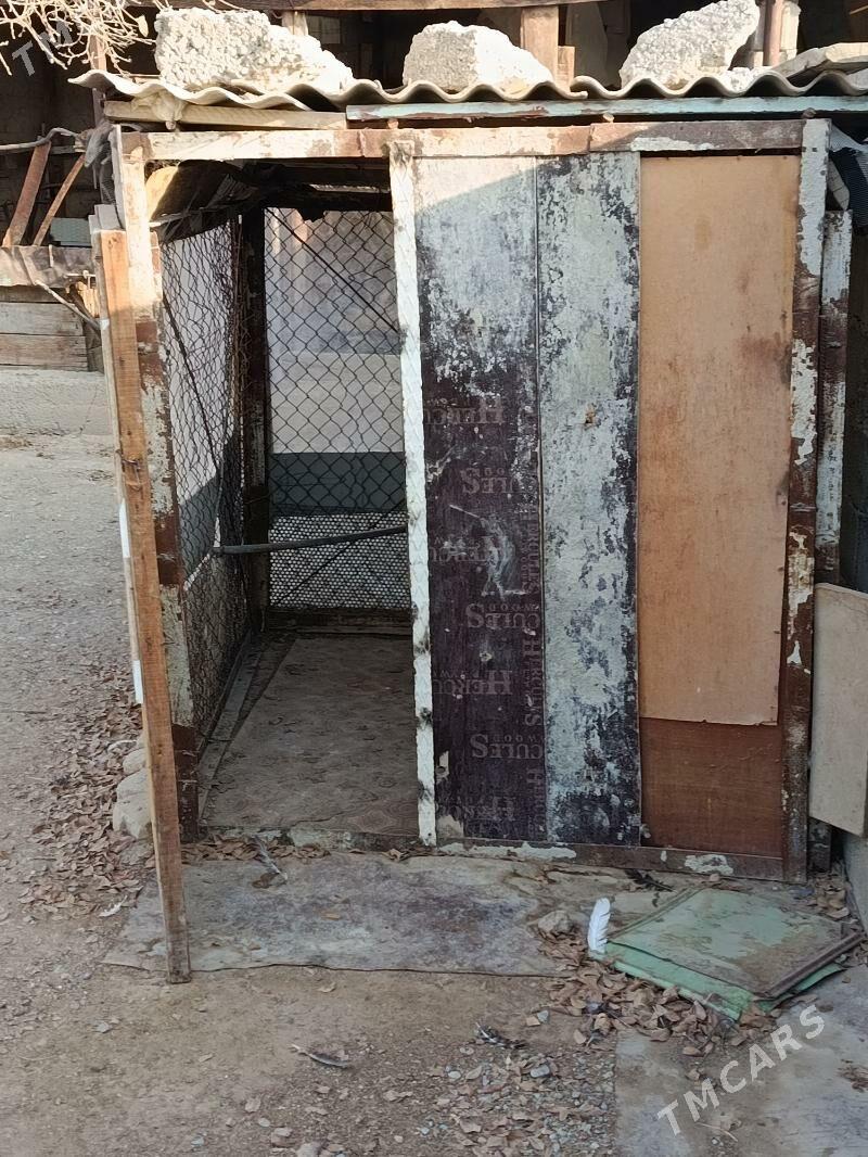 towuk ketek - Büzmeýin - img 3