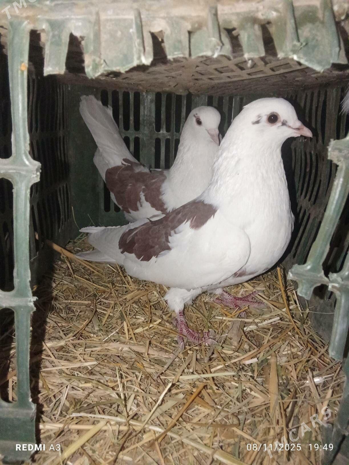 gyzyl boky - Байрамали - img 3