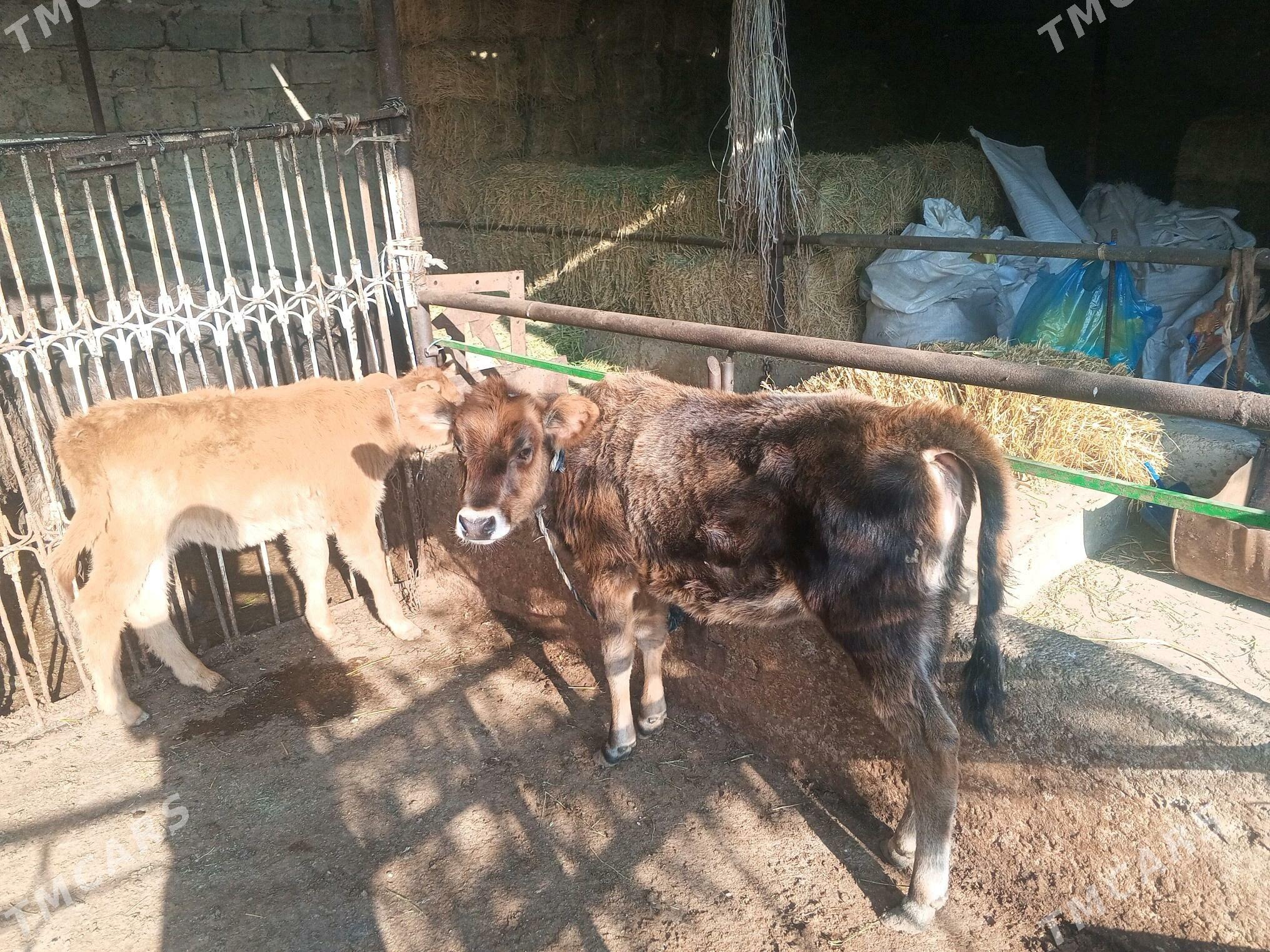 góleli sygyr - Чоганлы - img 1