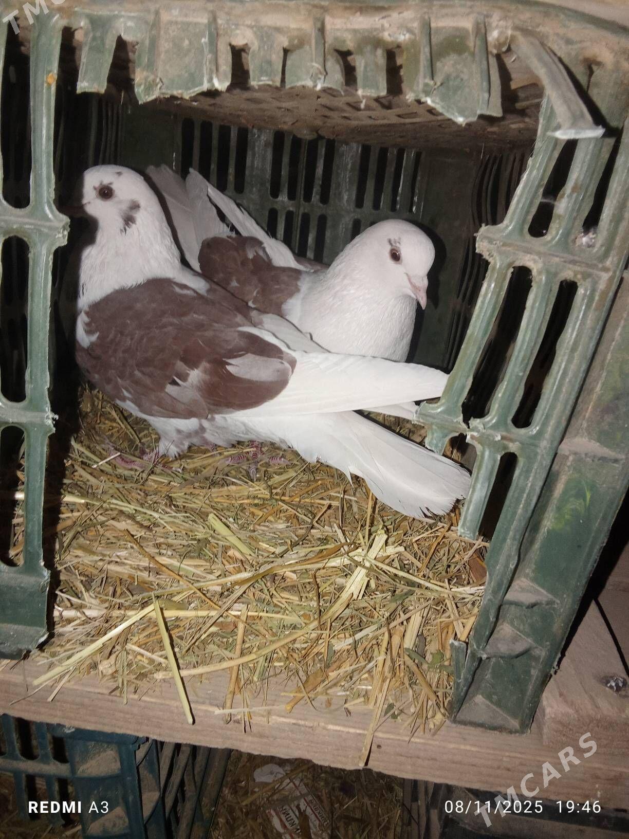 gyzyl boky - Байрамали - img 2