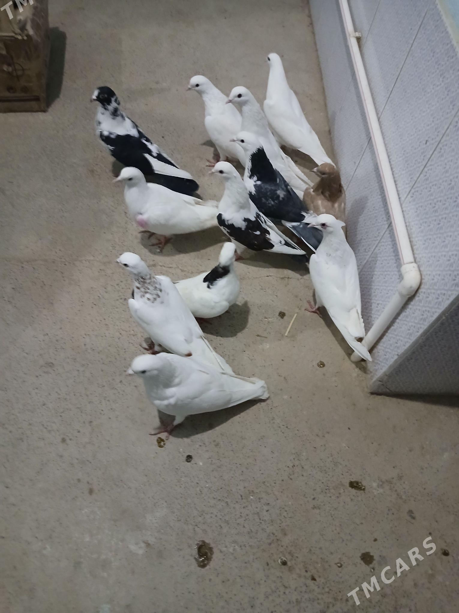 kepderi - Gyzylarbat - img 2