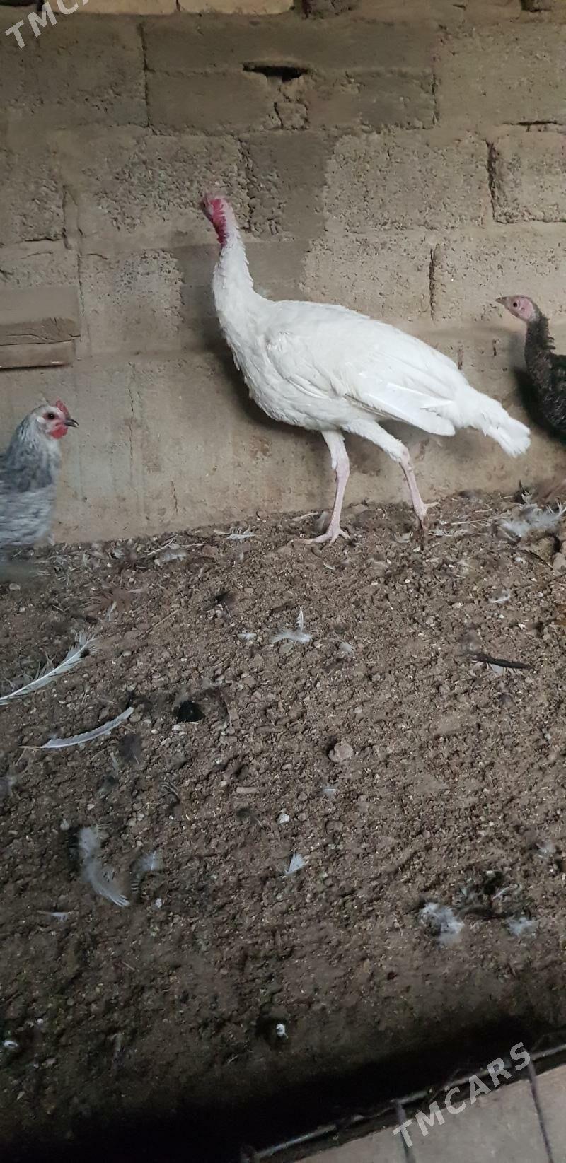 Induk - Гёкдже - img 2