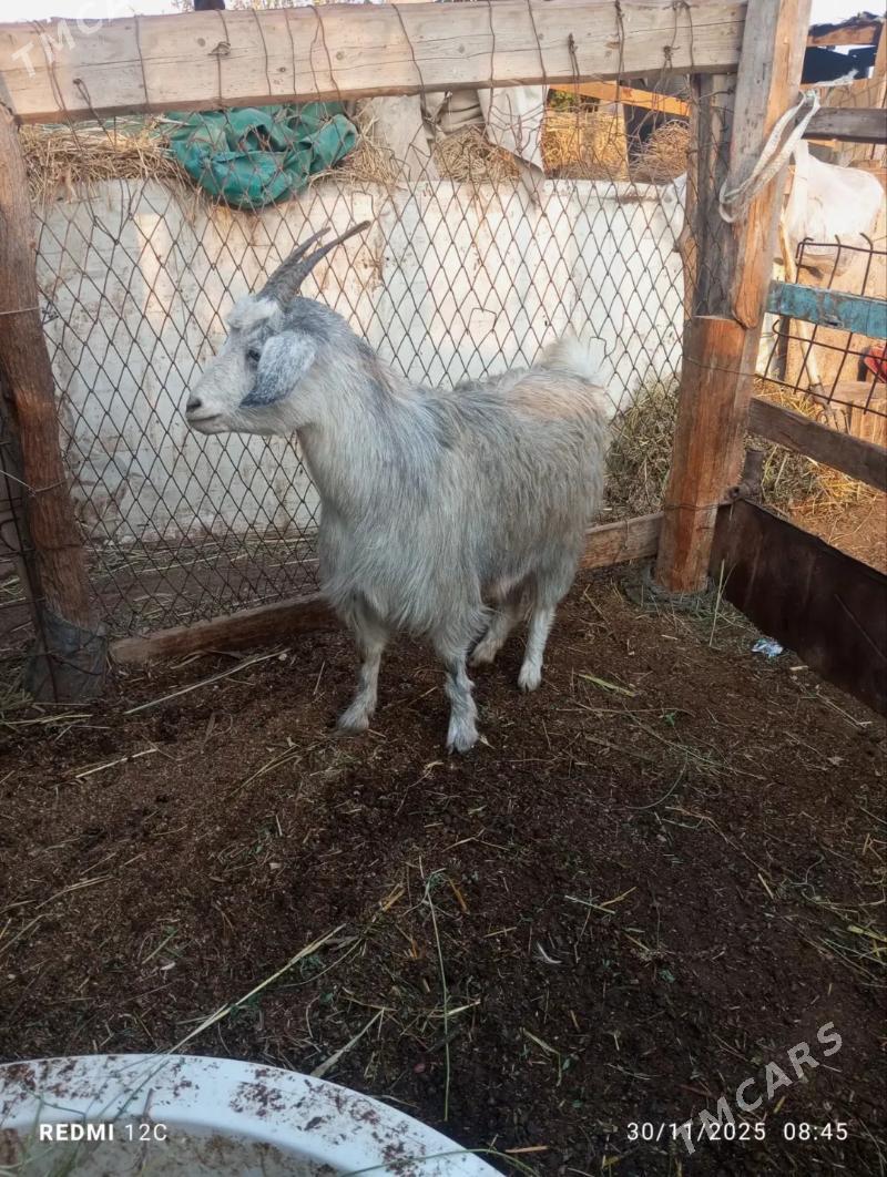 kusur geçiler - Farap - img 7