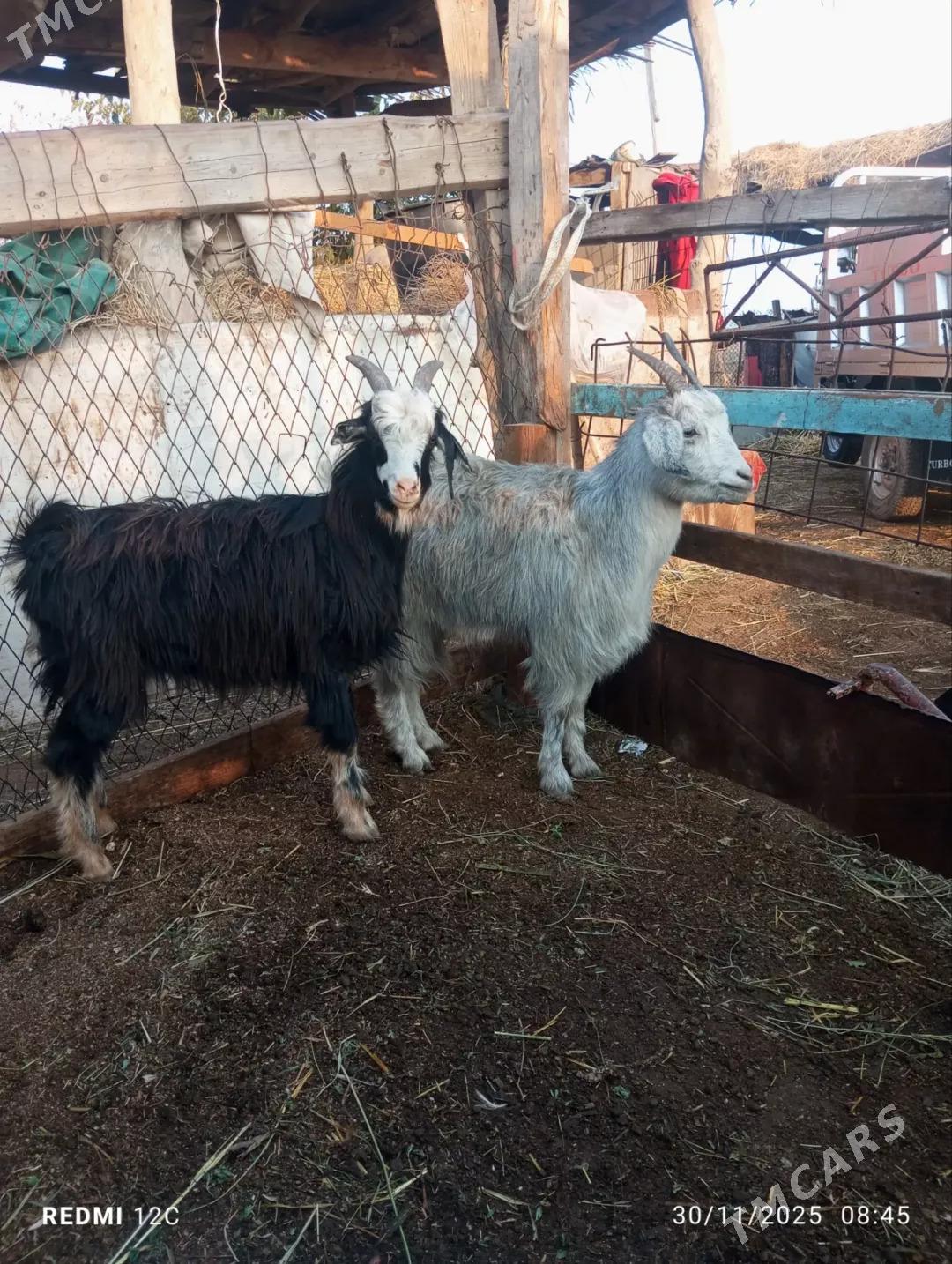 kusur geçiler - Farap - img 6