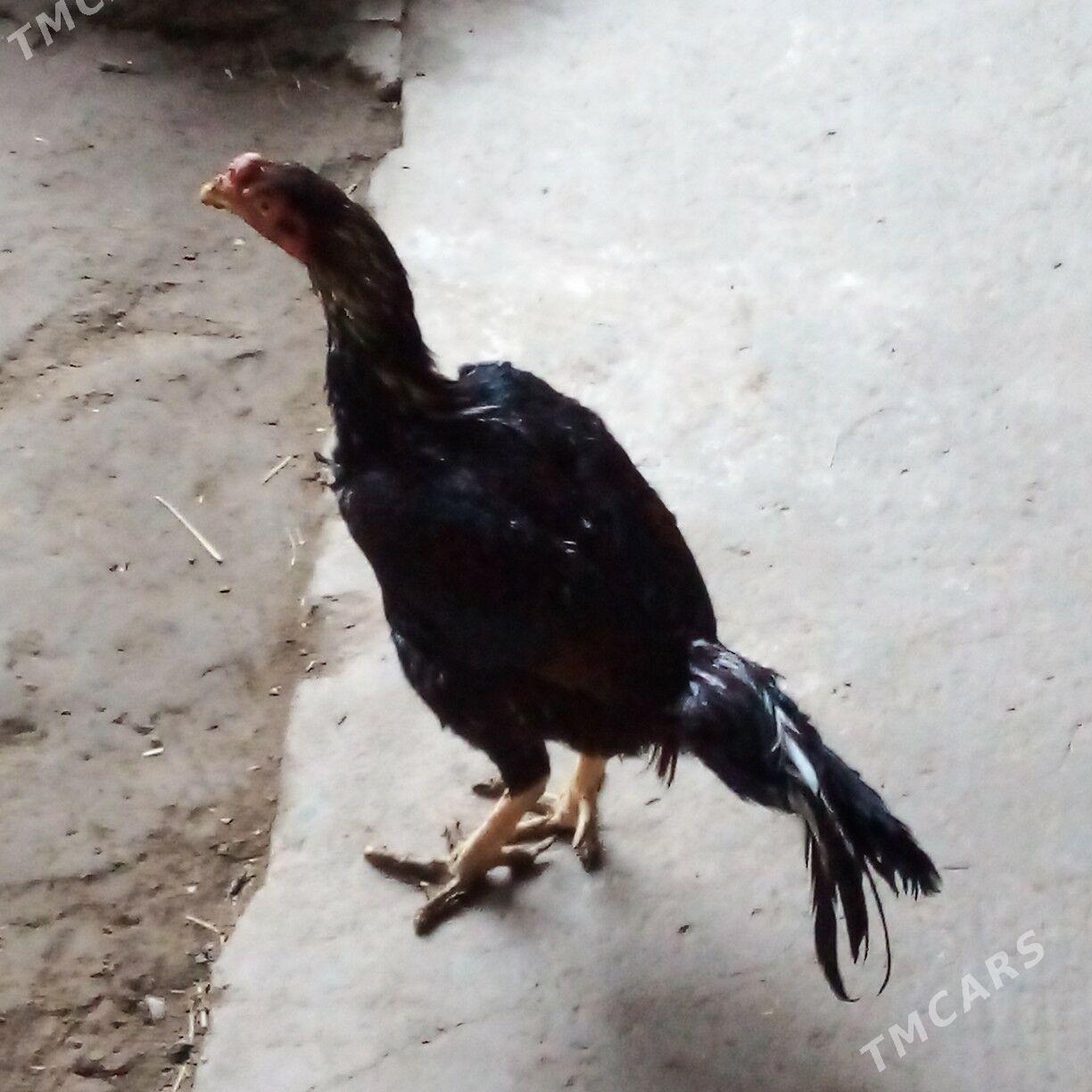 Baýsow - Фарап - img 2