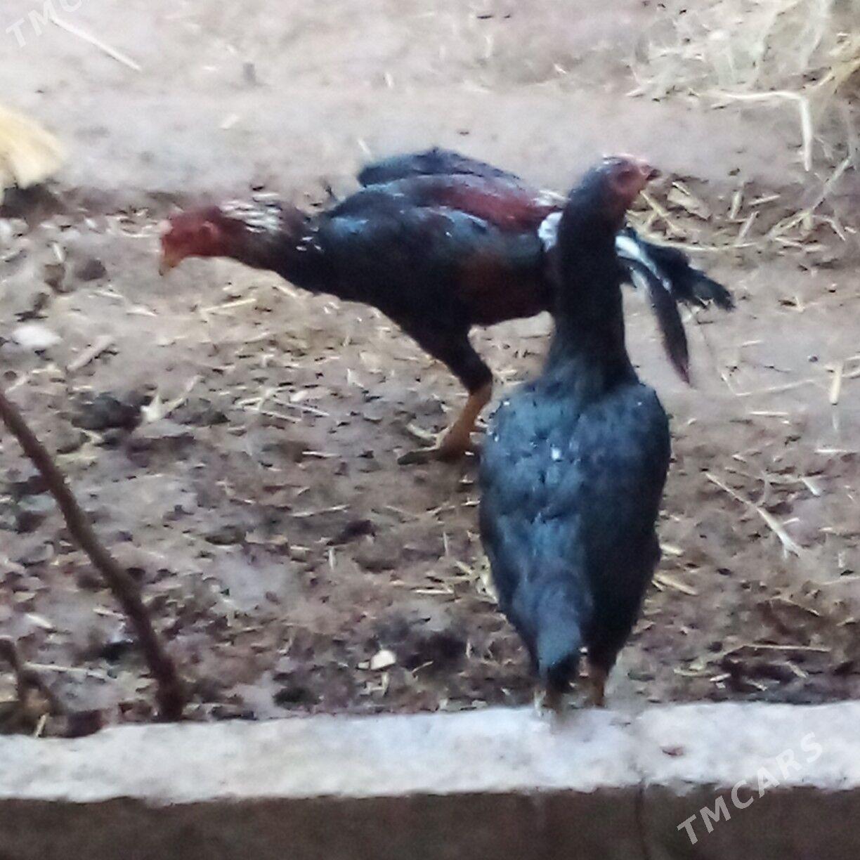 Baýsow - Фарап - img 3