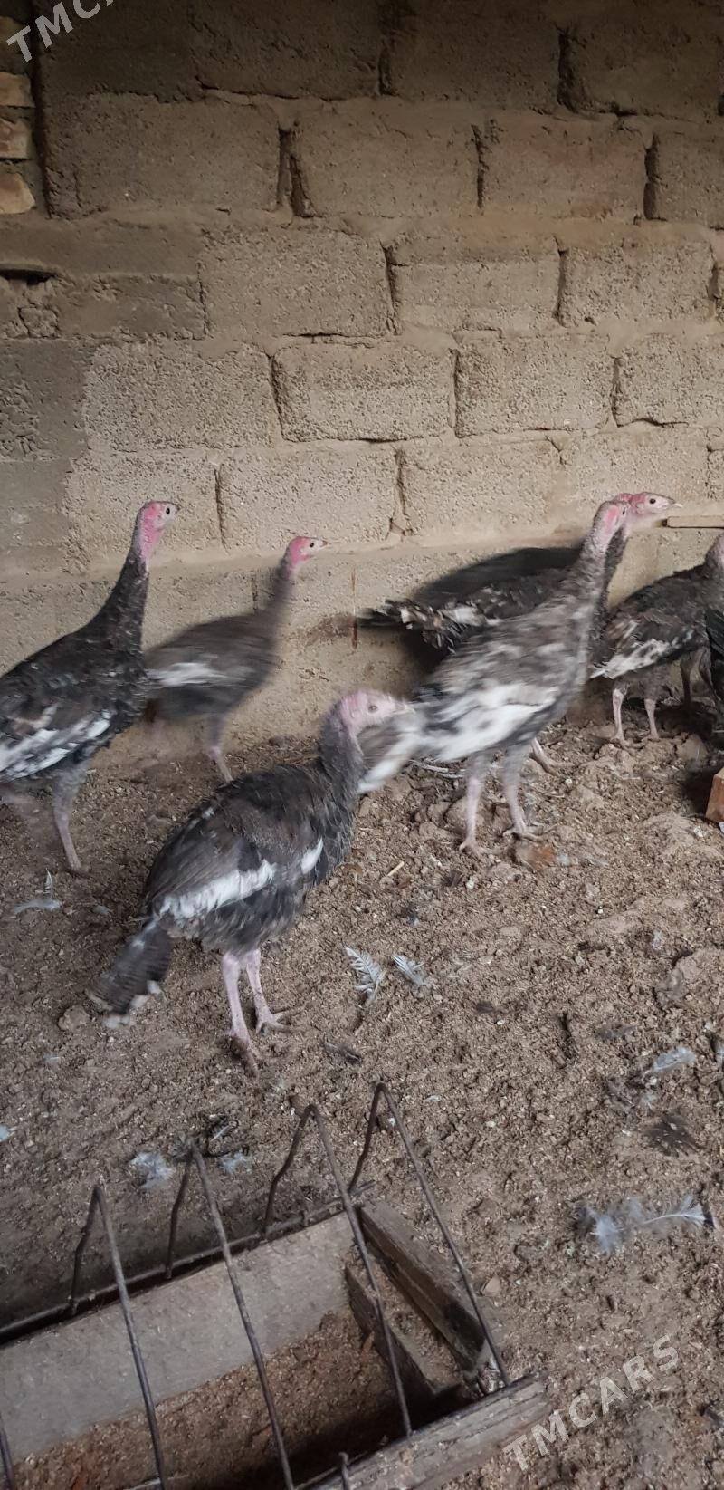 Induk - Гёкдже - img 3